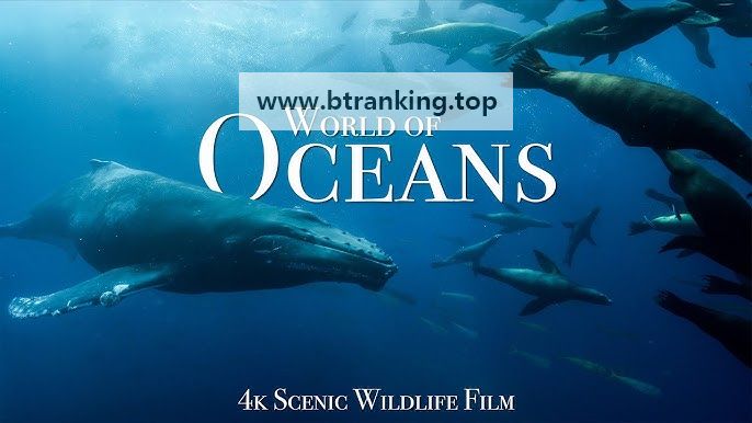 바다 The.Ocean.4K.Scenic.Wildlife.Film.2024..UHD.2160p.60fps